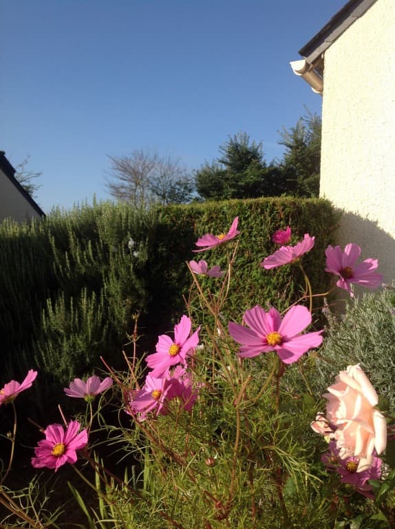 Bouquet en cadeau