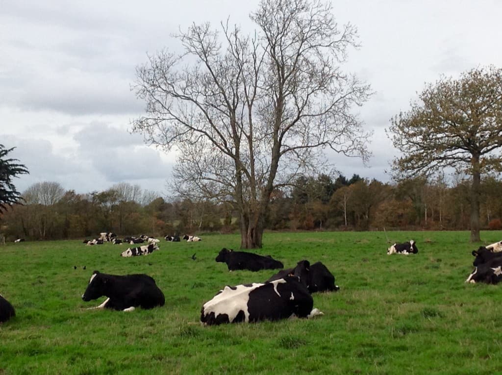 Vache avant la tempête 
