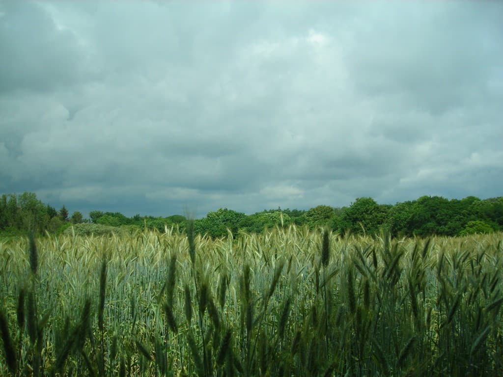 Champ de blé