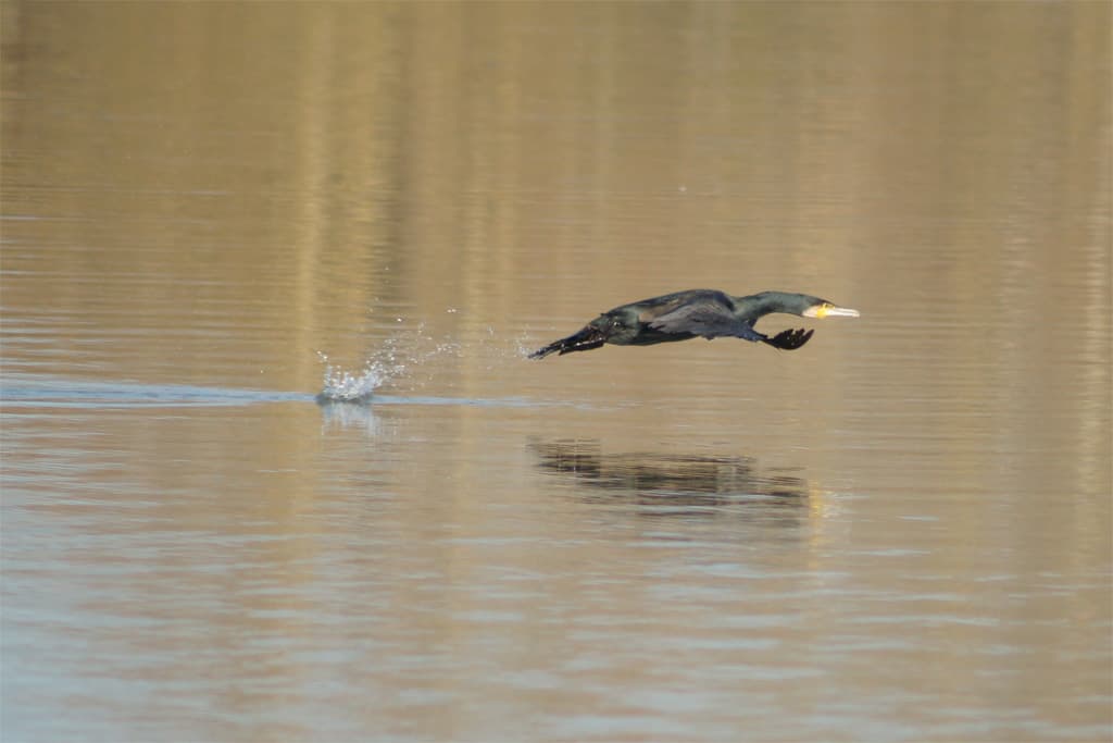 Cormoran noir