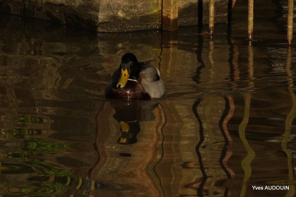 Sur les bords de l'Erdre