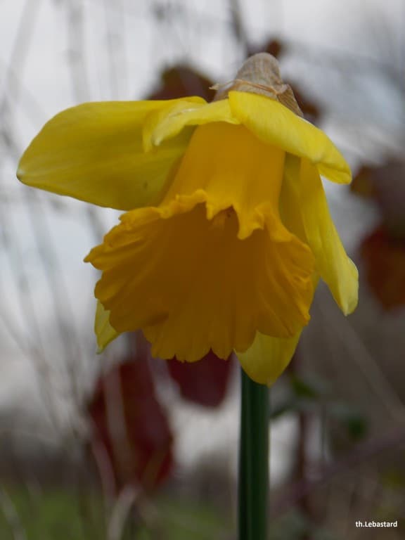 Belle fleur de printemps...(jonquille)