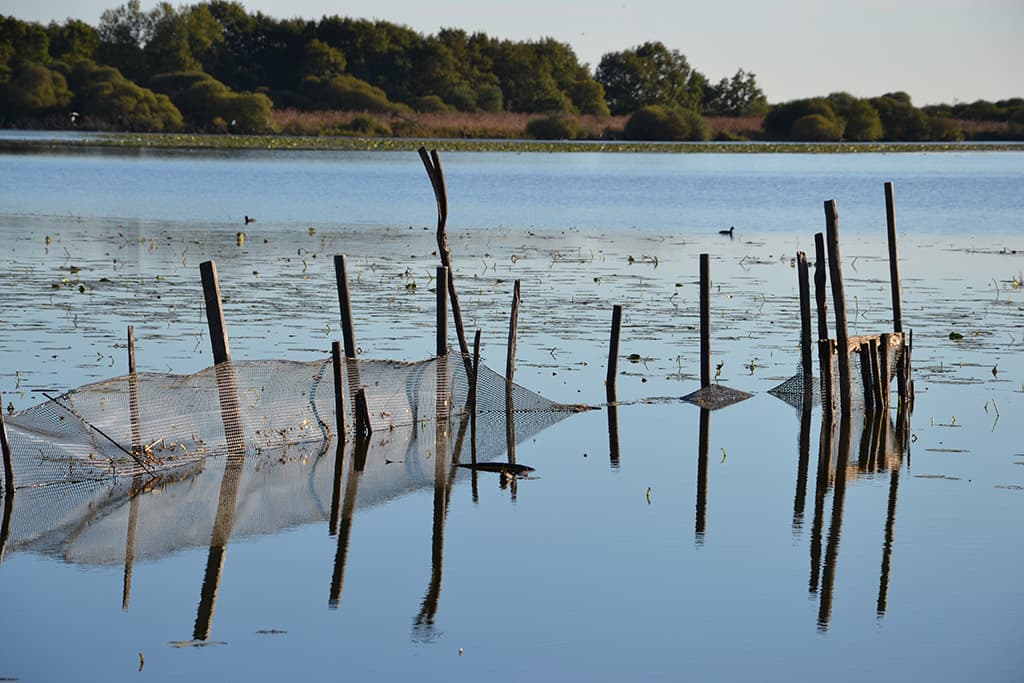 calme plat sur le lac de Grand Lieu