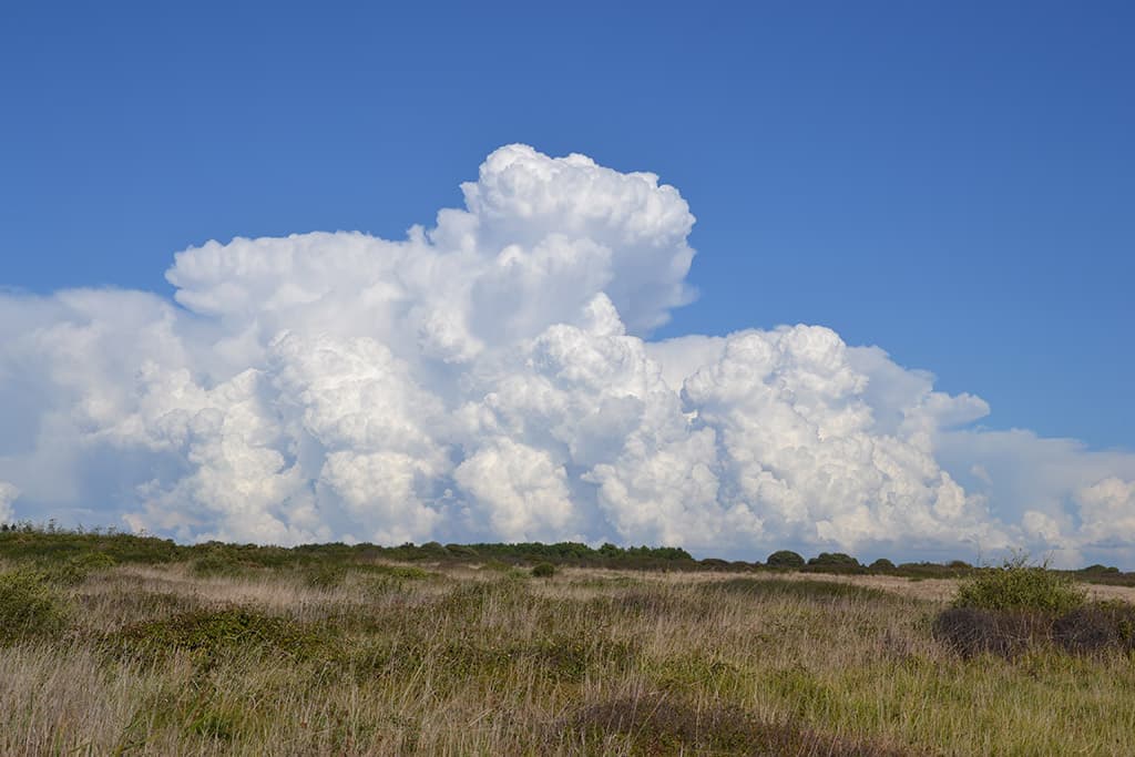 cumulus congestus