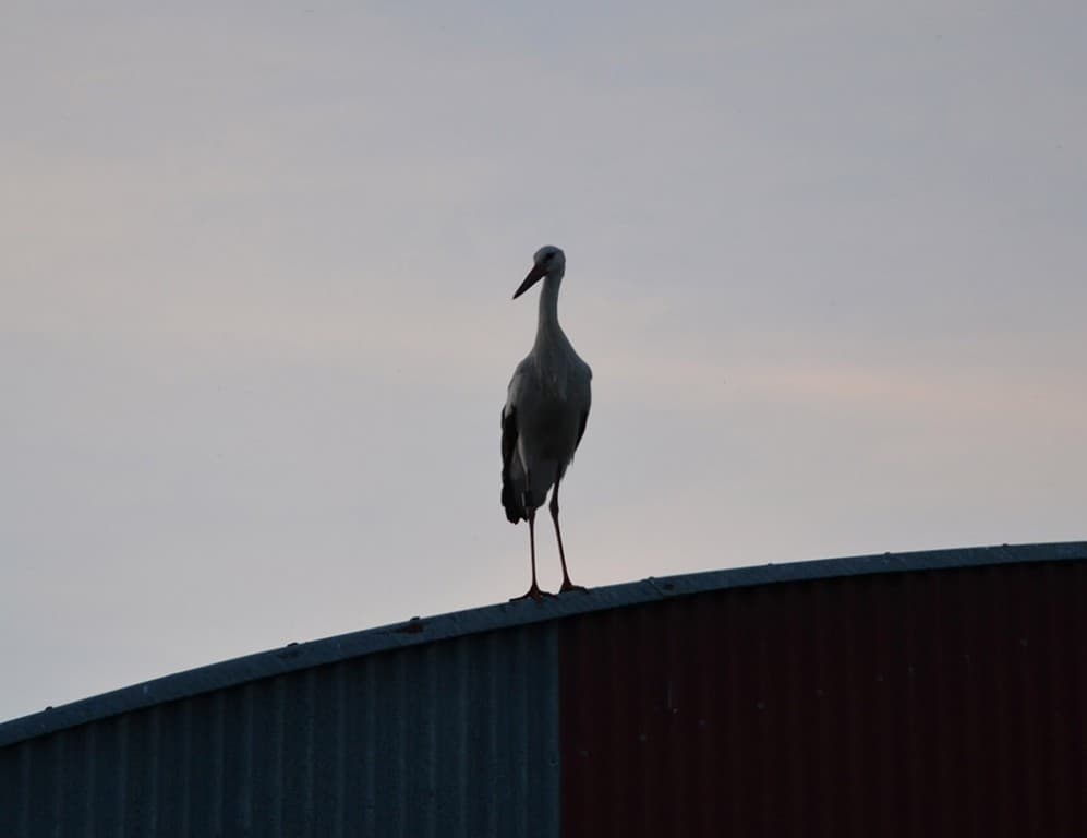 visiteuse du soir