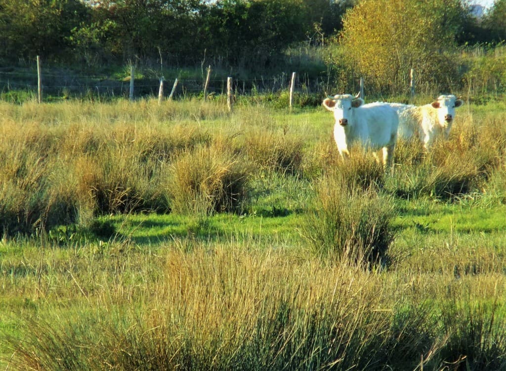 Douceur automnale dans les marais Audubon