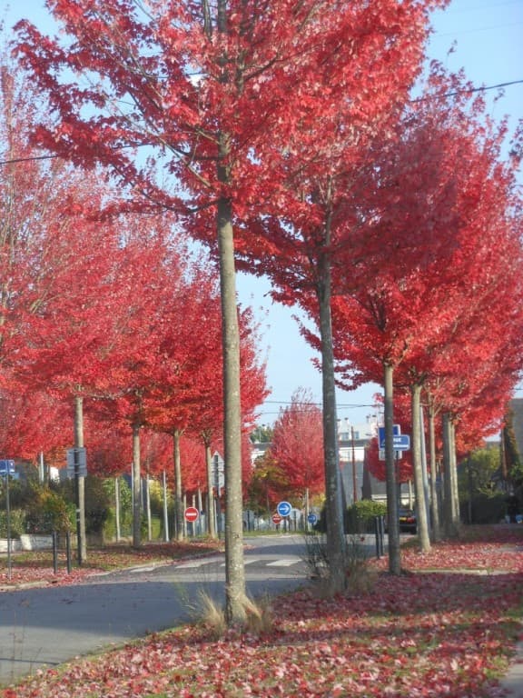 C'est vraiment l'automne ! 