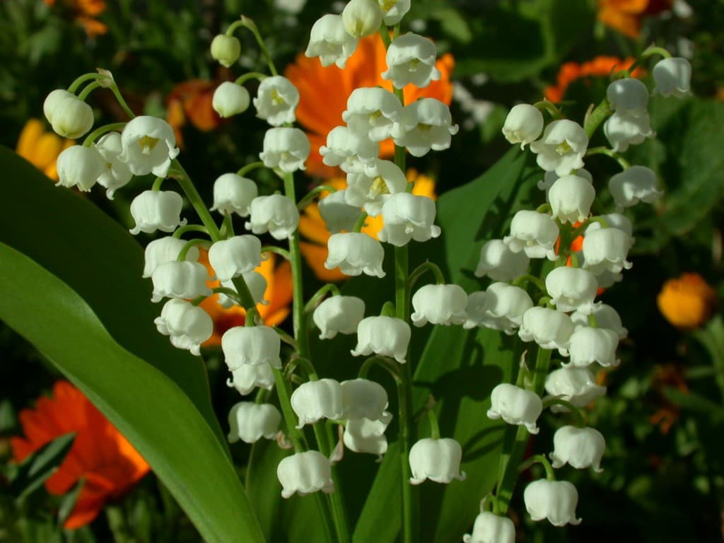 Muguet nantais de Rezé