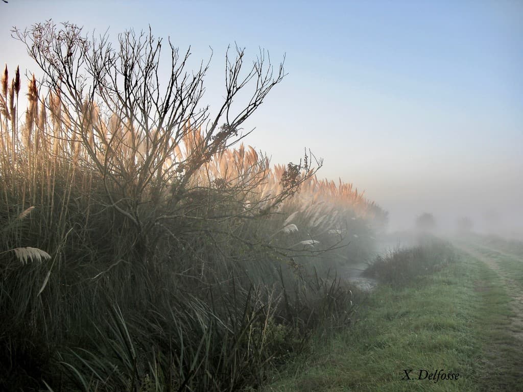 brouillard matinale à Fresnay en Retz