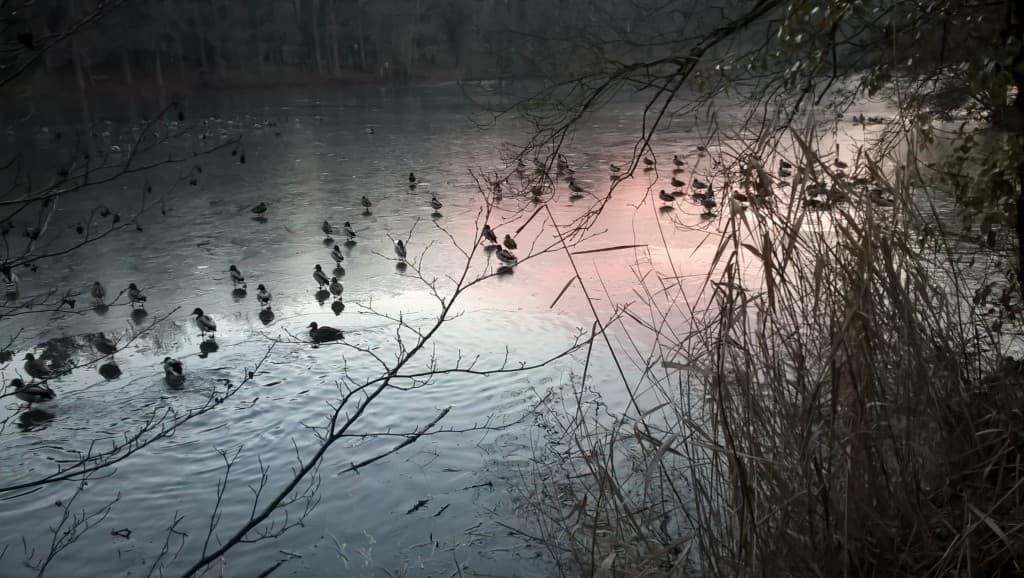 Canards glacés 