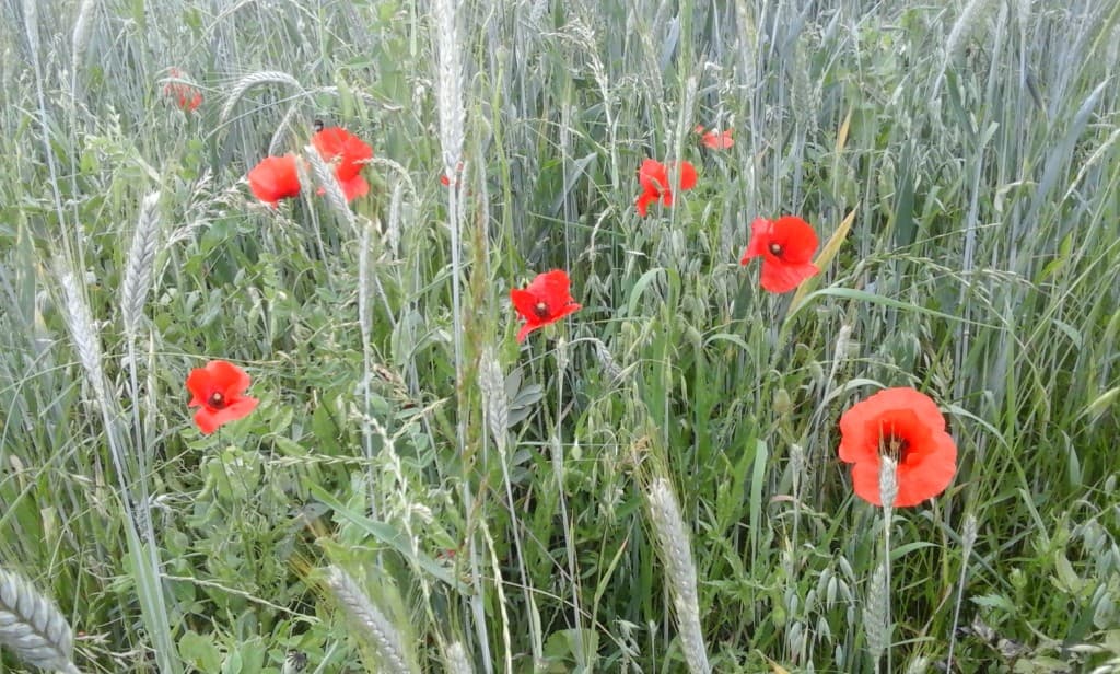 mélange céréalier bio: c'est bon, c'est beau !