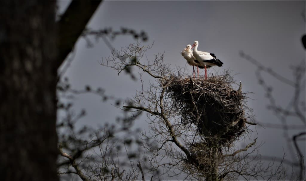 Cigognes sur le marais de Lavau sur Loire