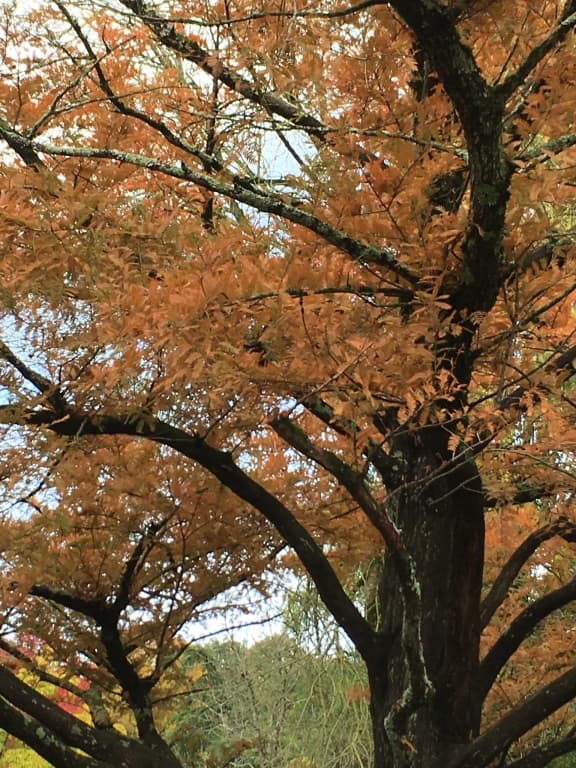 couleur automnale 