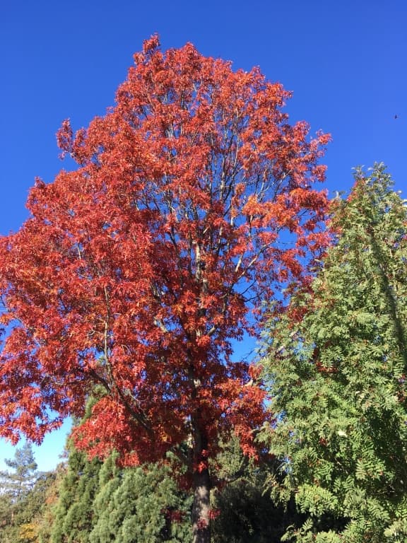 Flamboiement d'automne 