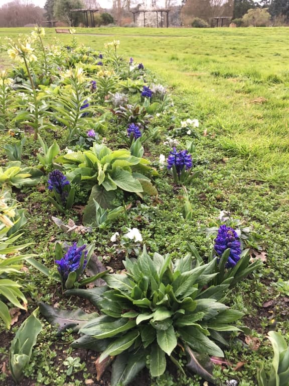 floraison printaniÃ¨re 