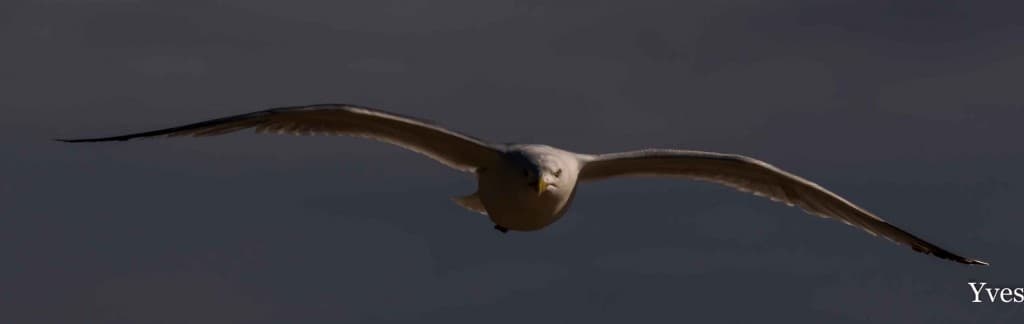 Goeland bec au vent : mauvaistemps