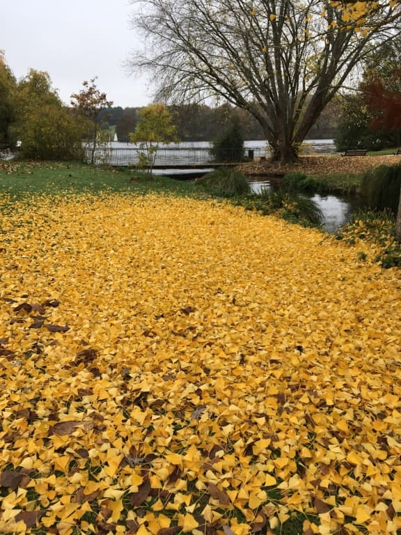 les feuilles mortes se ramassent Ã  la pelle