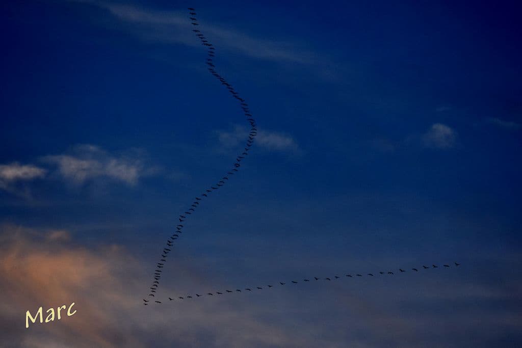 Passage des grues en Haute - Vienne ce W.E