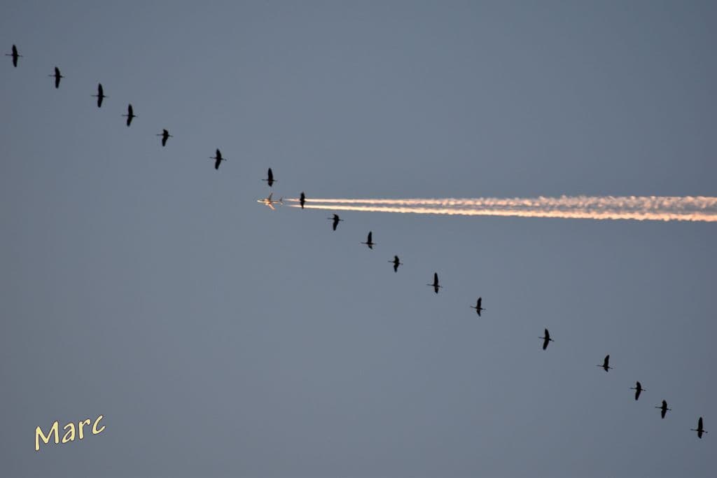 Passage des grues en Haute - Vienne ce WE