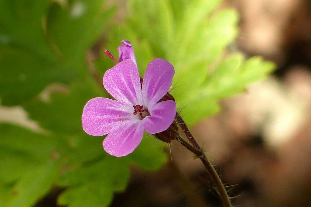 Petite fleur scintillante