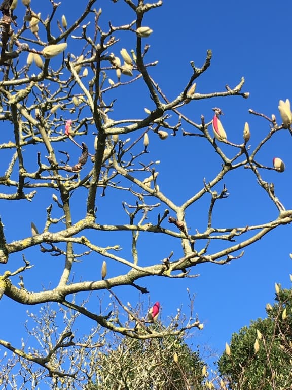 premiÃ¨res fleurs de magnolia 