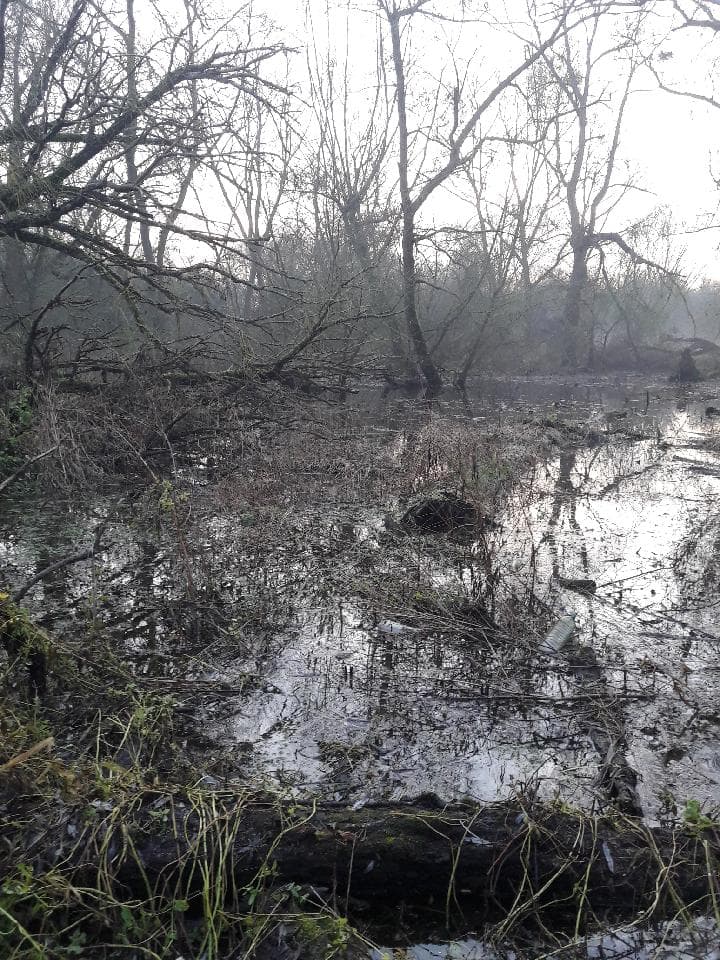Foret inondée ..