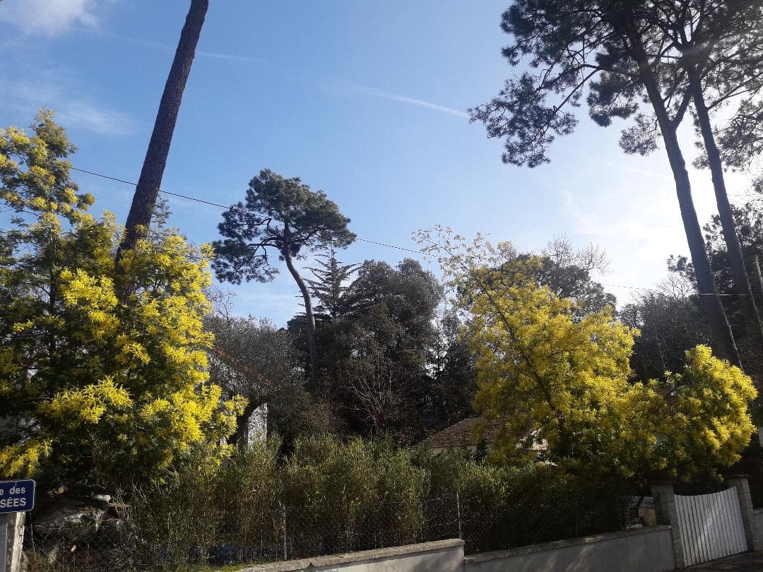 Mimosas en fleurs