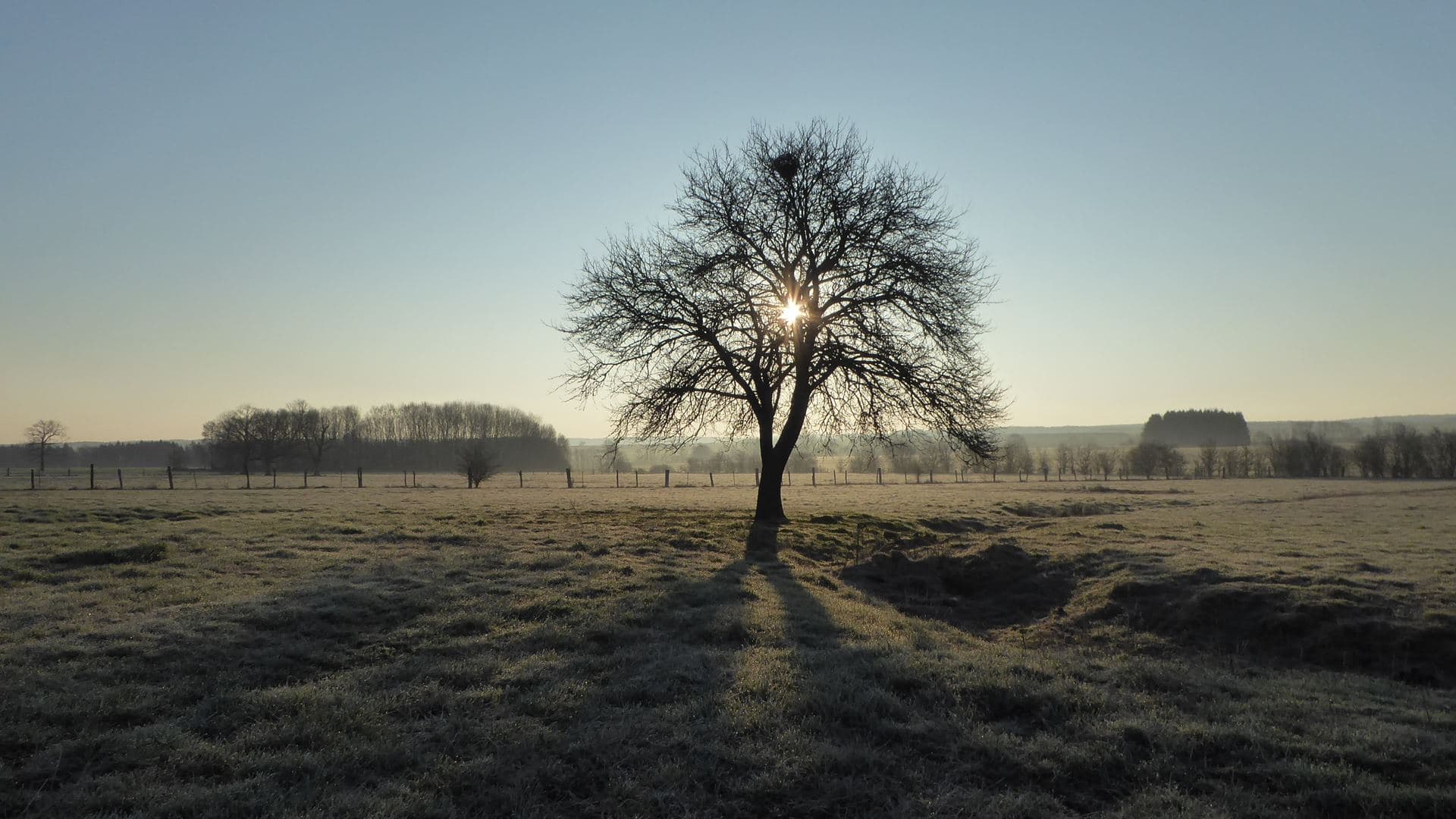 Petite gelée blanche