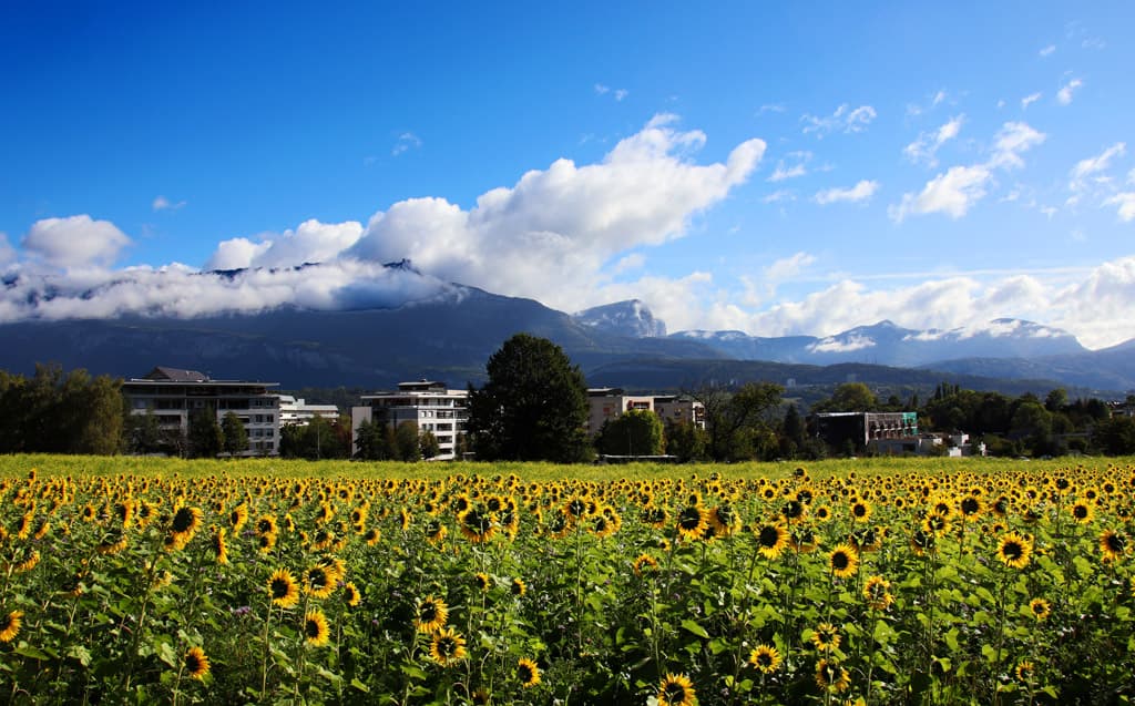 champs de tournesols