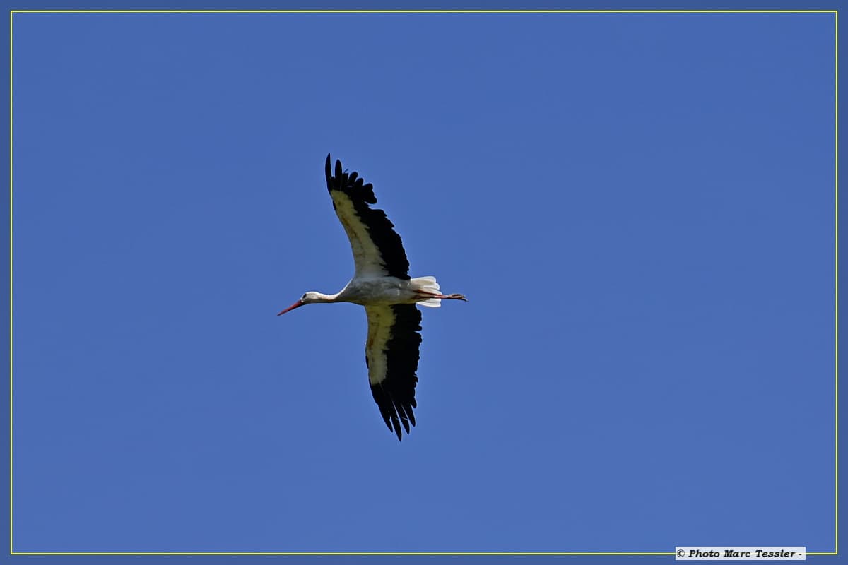 Cigogne en balade