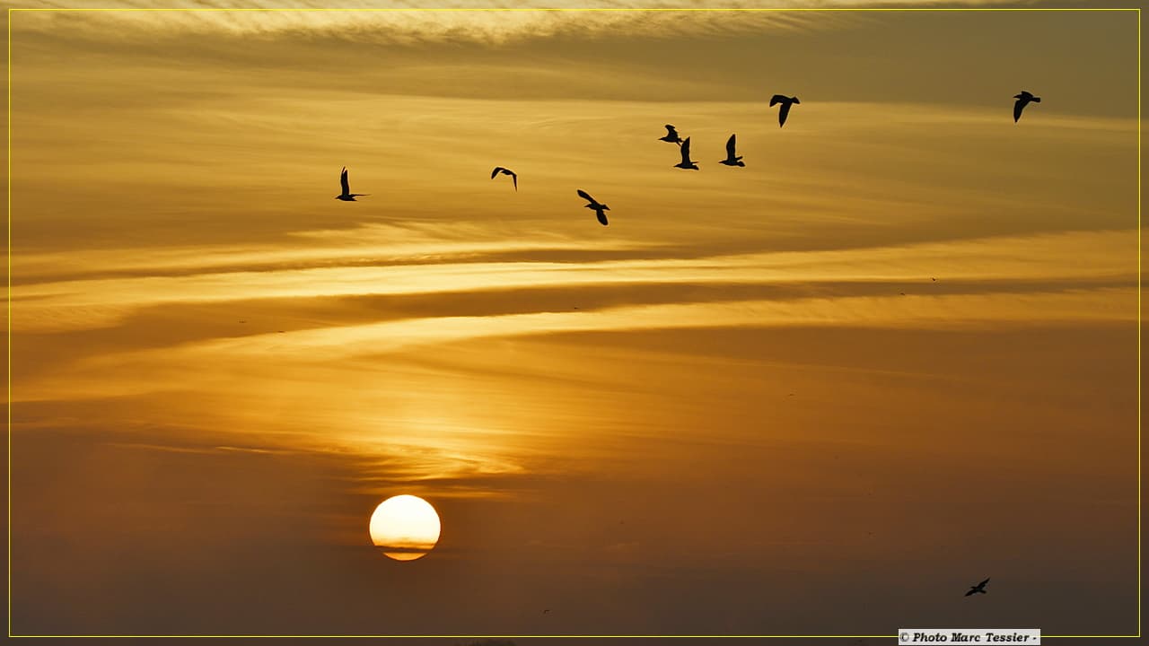 Bonjour...les oiseaux