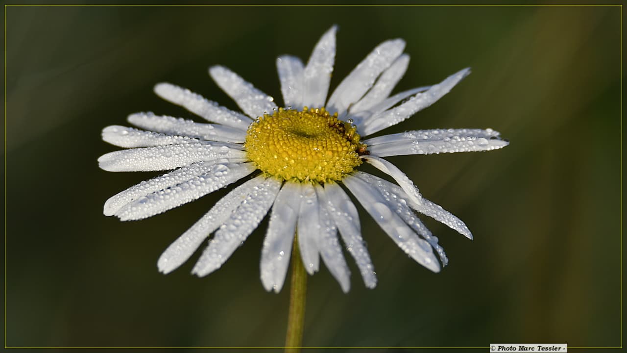 Rosée matinale