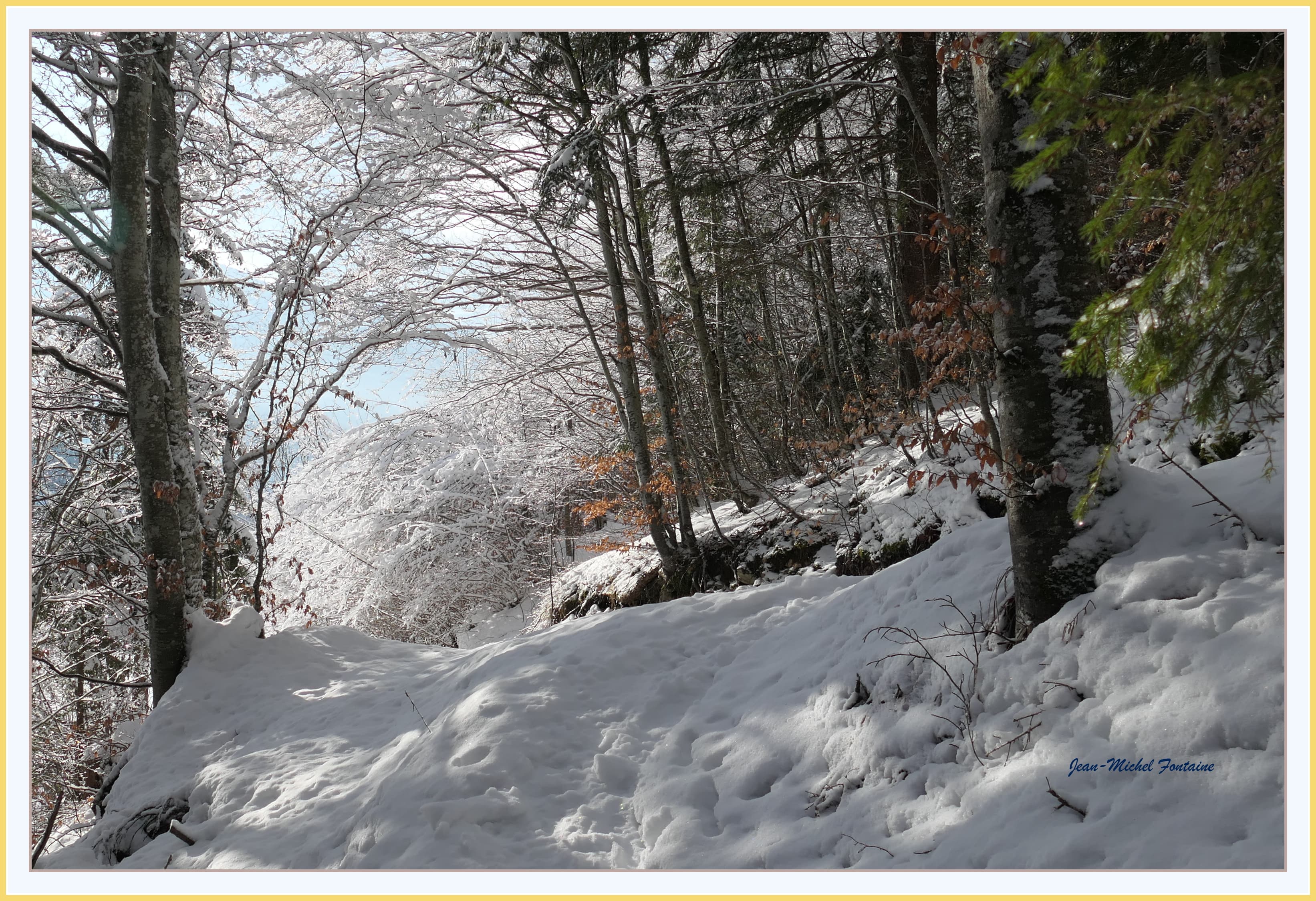 promenade matinale en sous bois