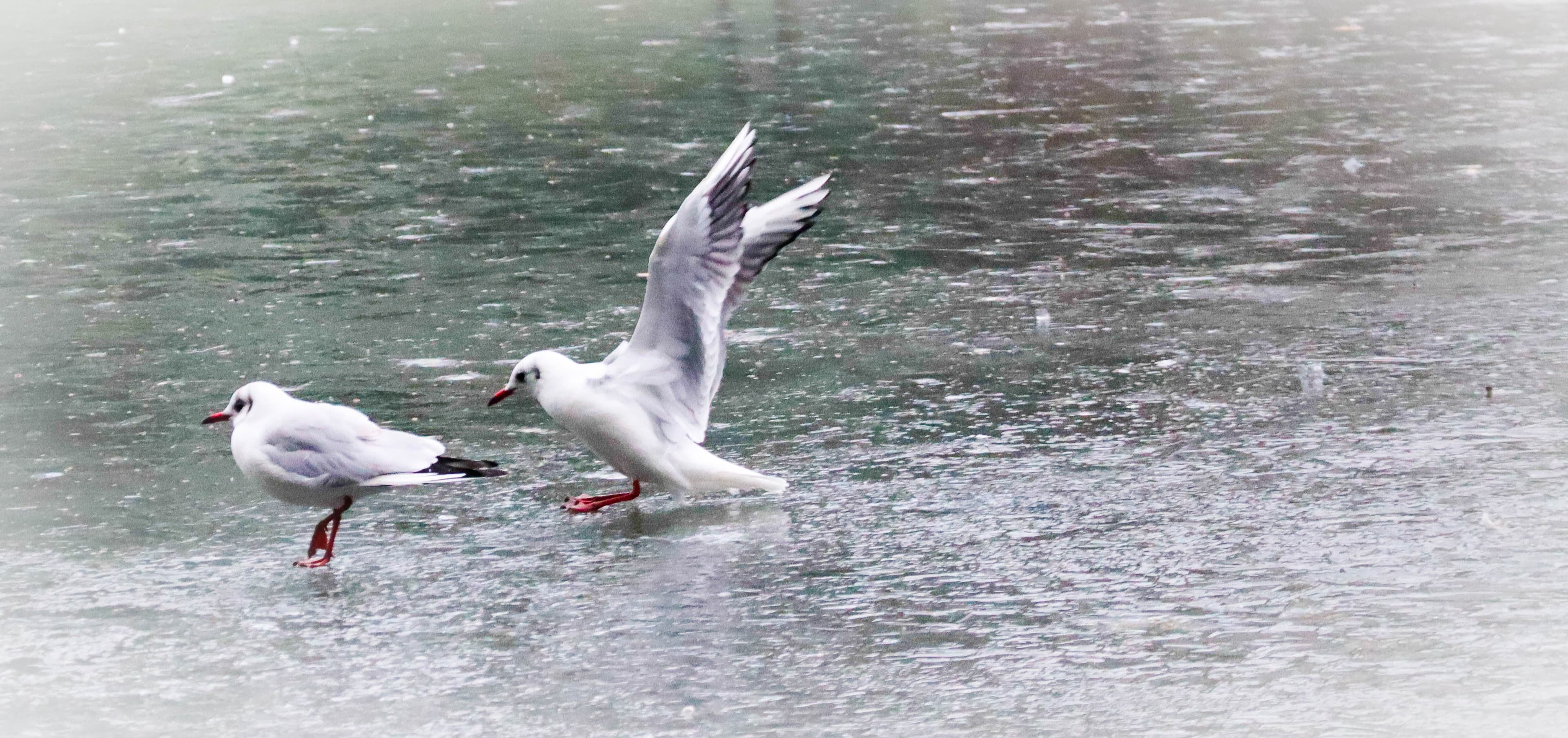 Dérapage de mouette sur le plan d'eau d'eau gelé