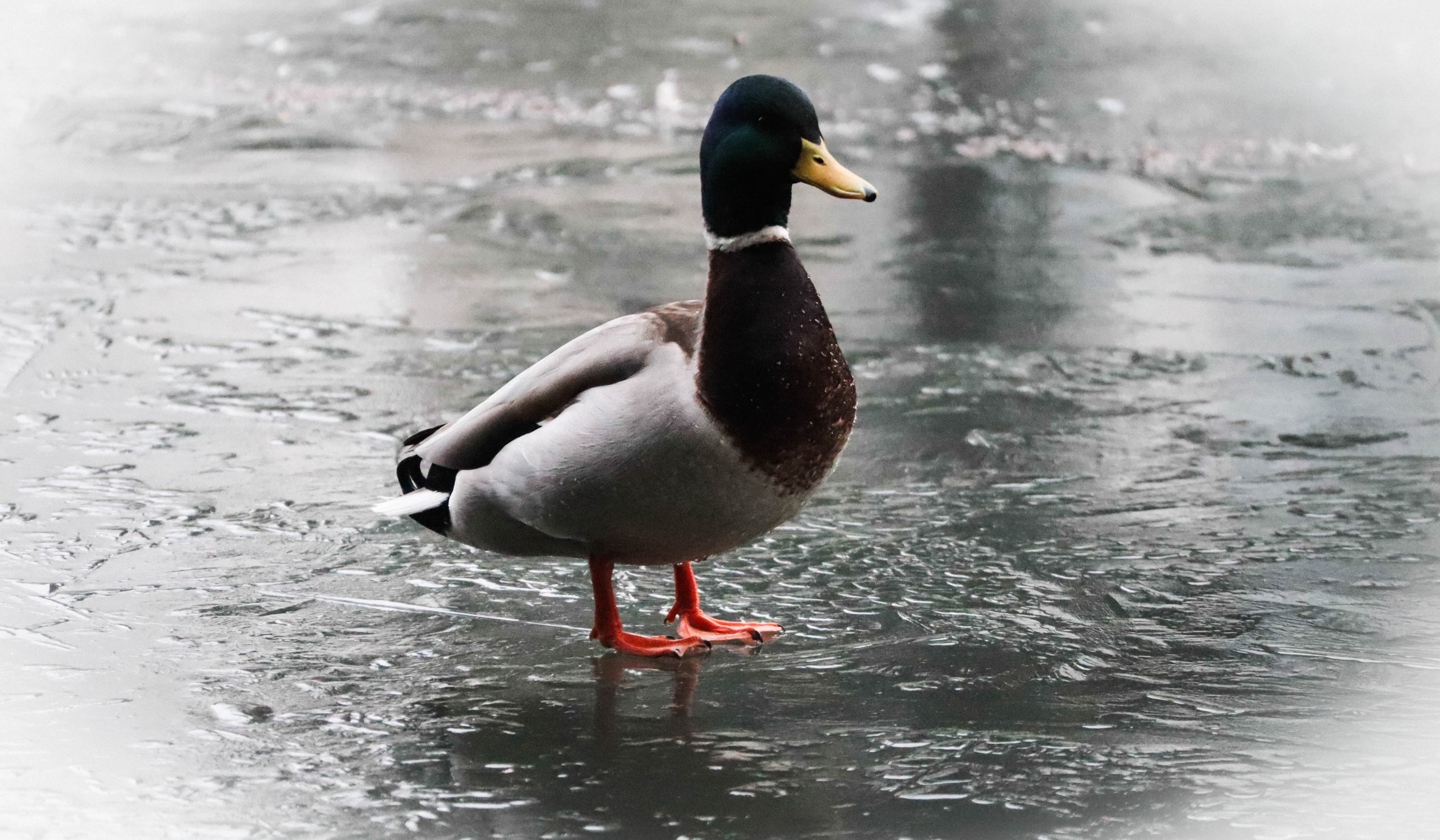 Canard sur plan d'eau gelé au parc de la gaudinière