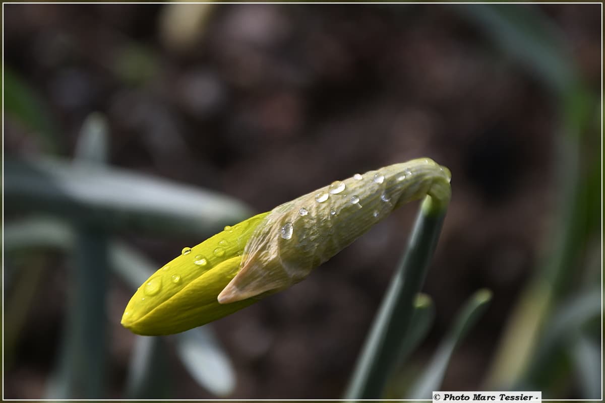 Réveil de la nature