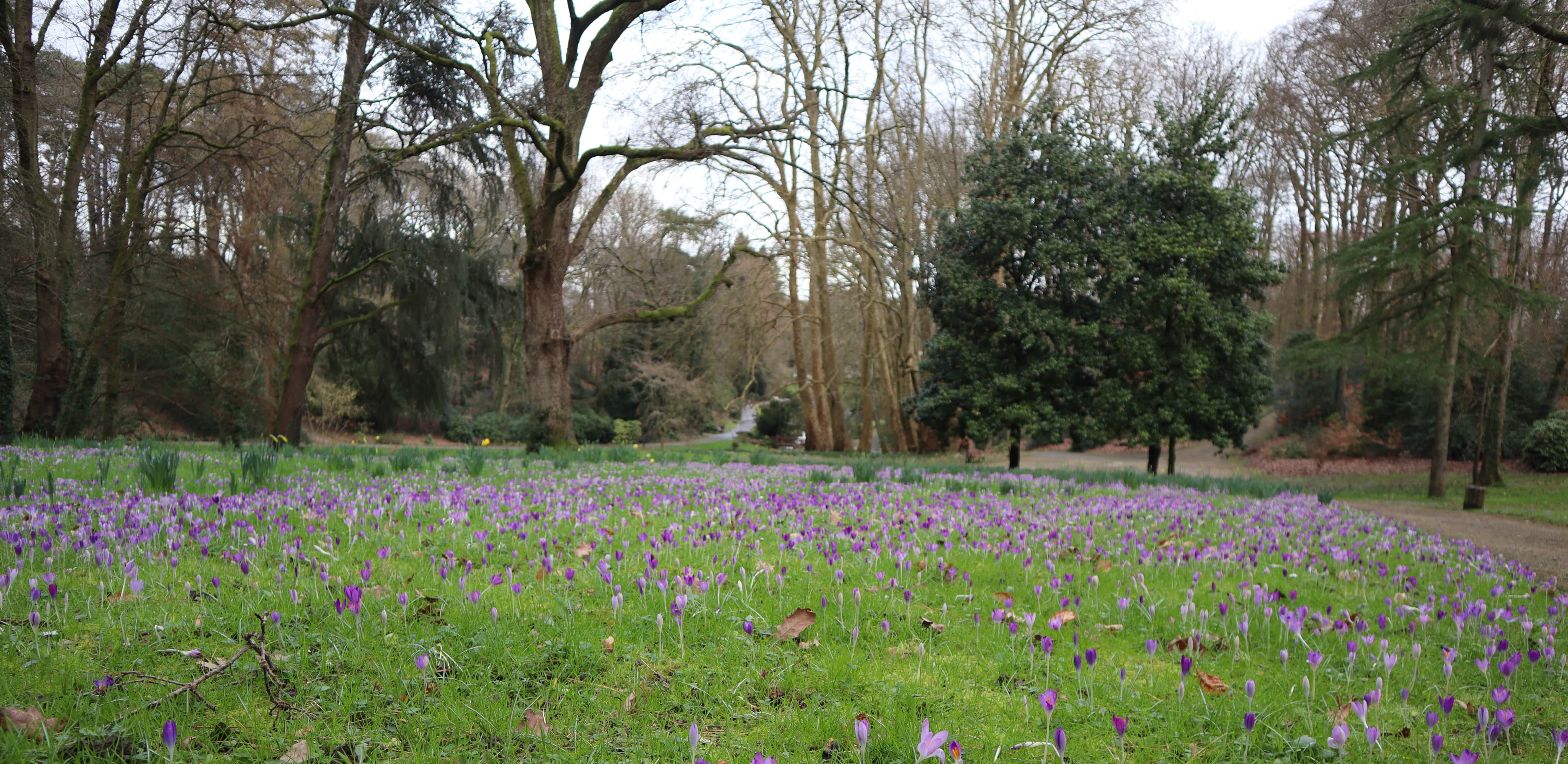 Les crocus commencent à fleurir