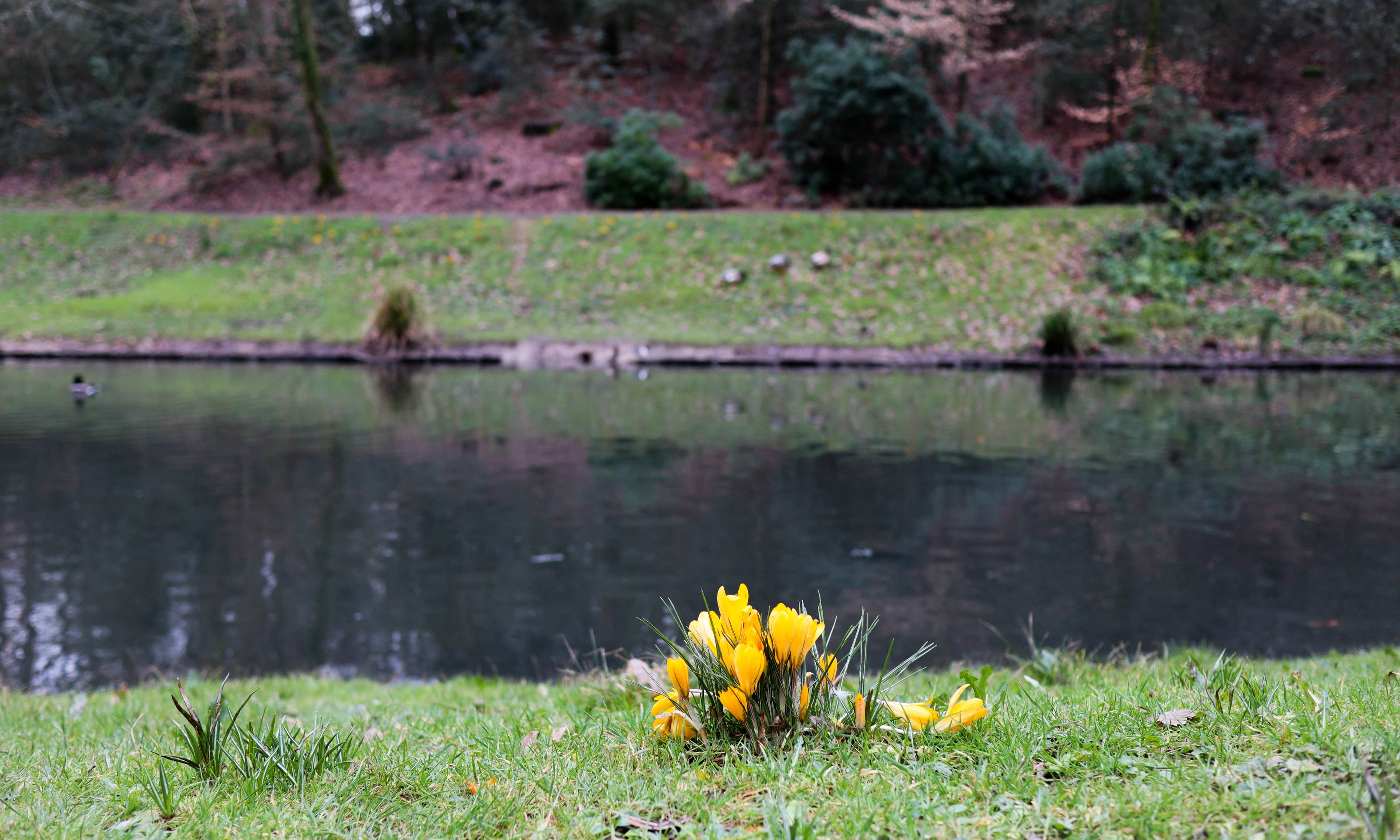 Les crocus commencent à fleurir