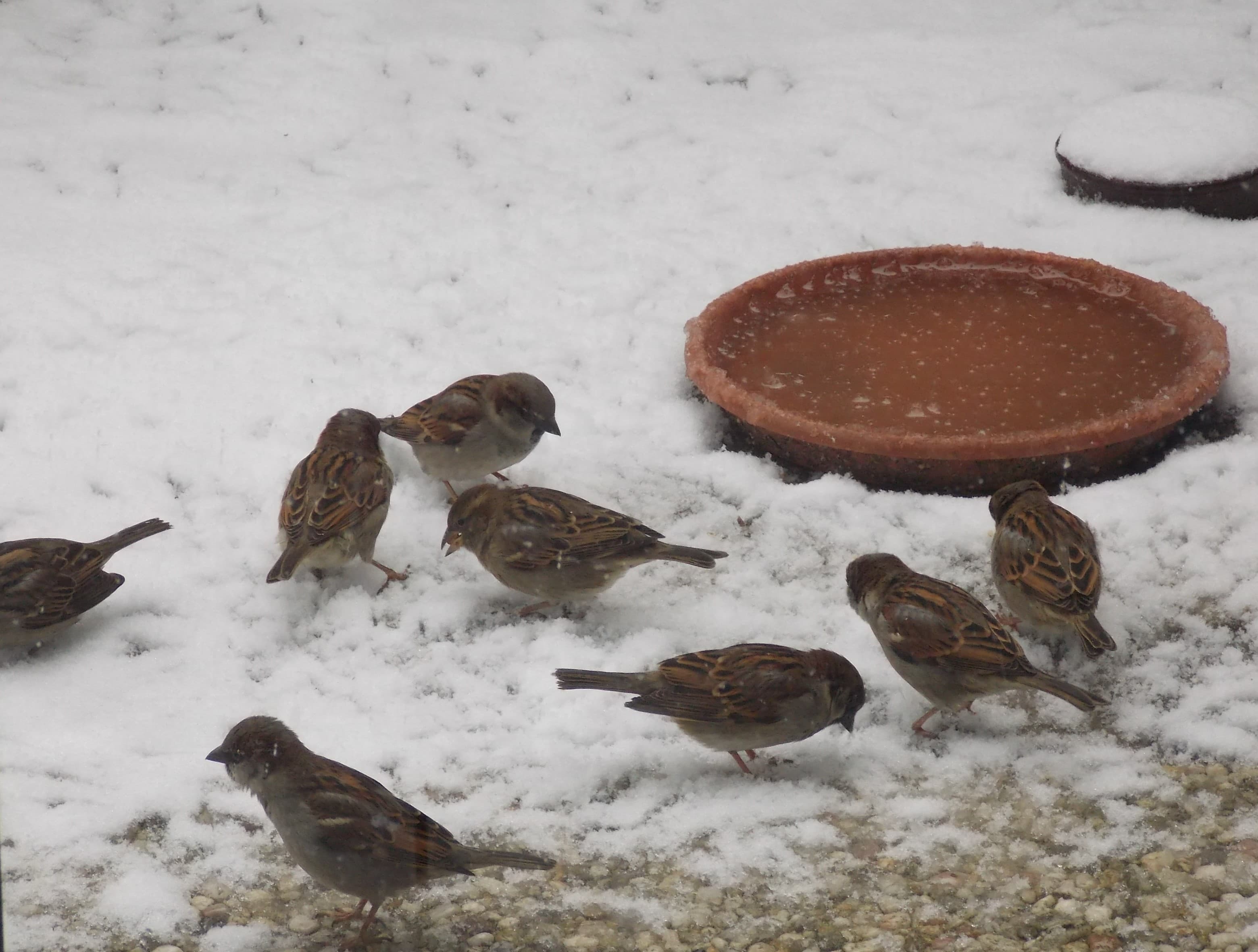 Moineaux dans la neige