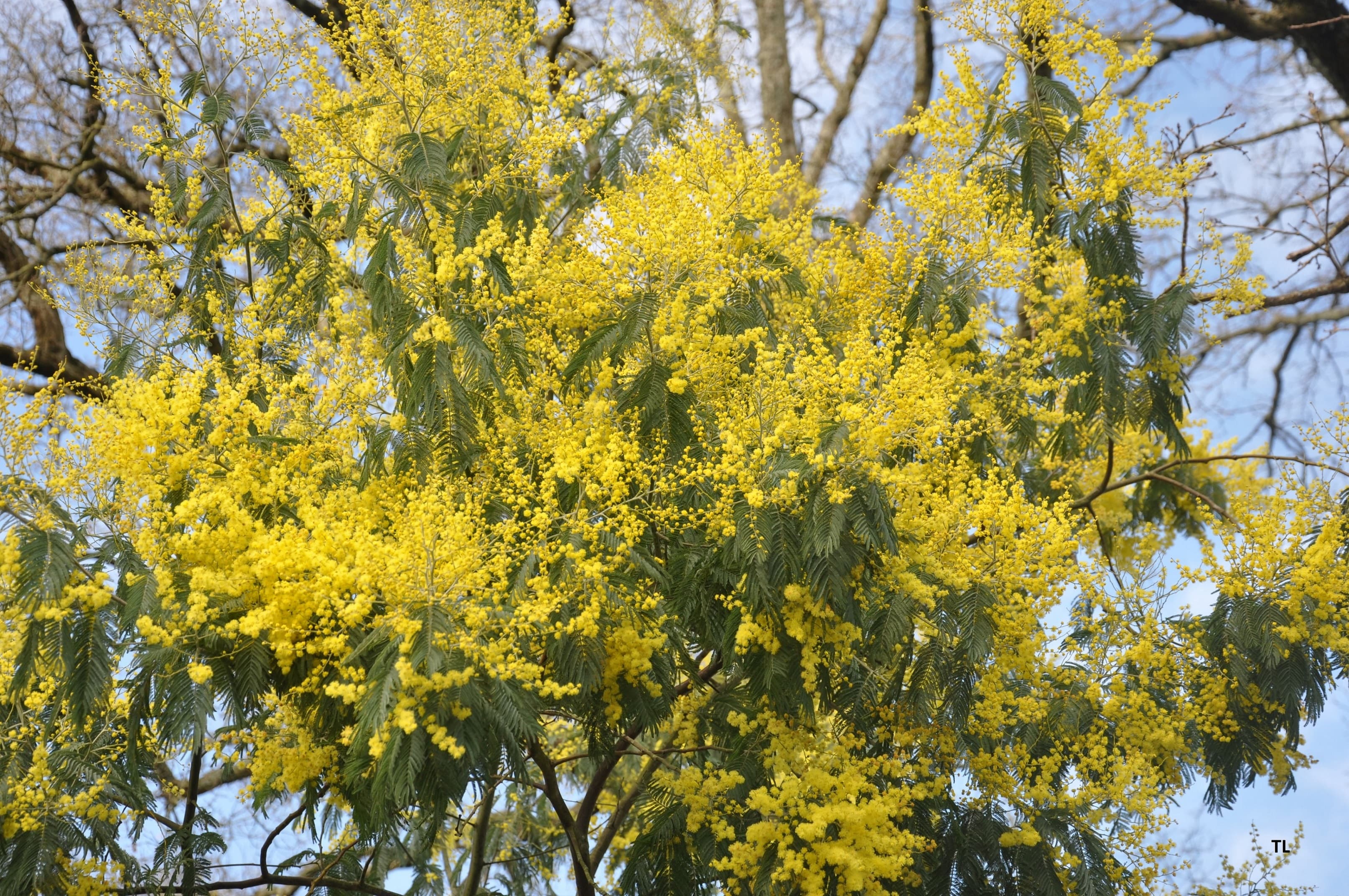 Mimosa en ce moment