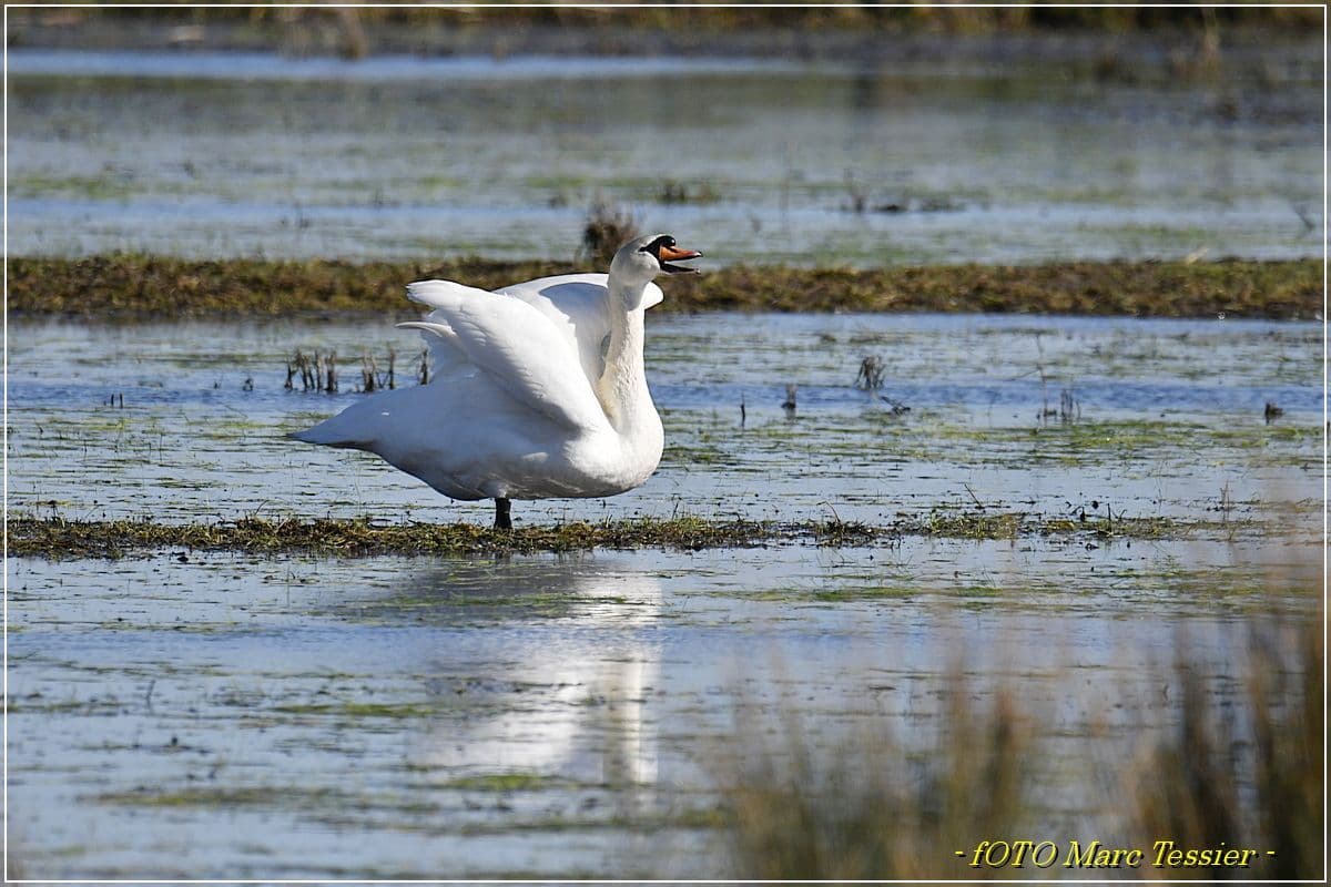 Cygne distinctif