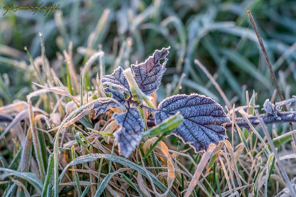 Un soupçon de givre
