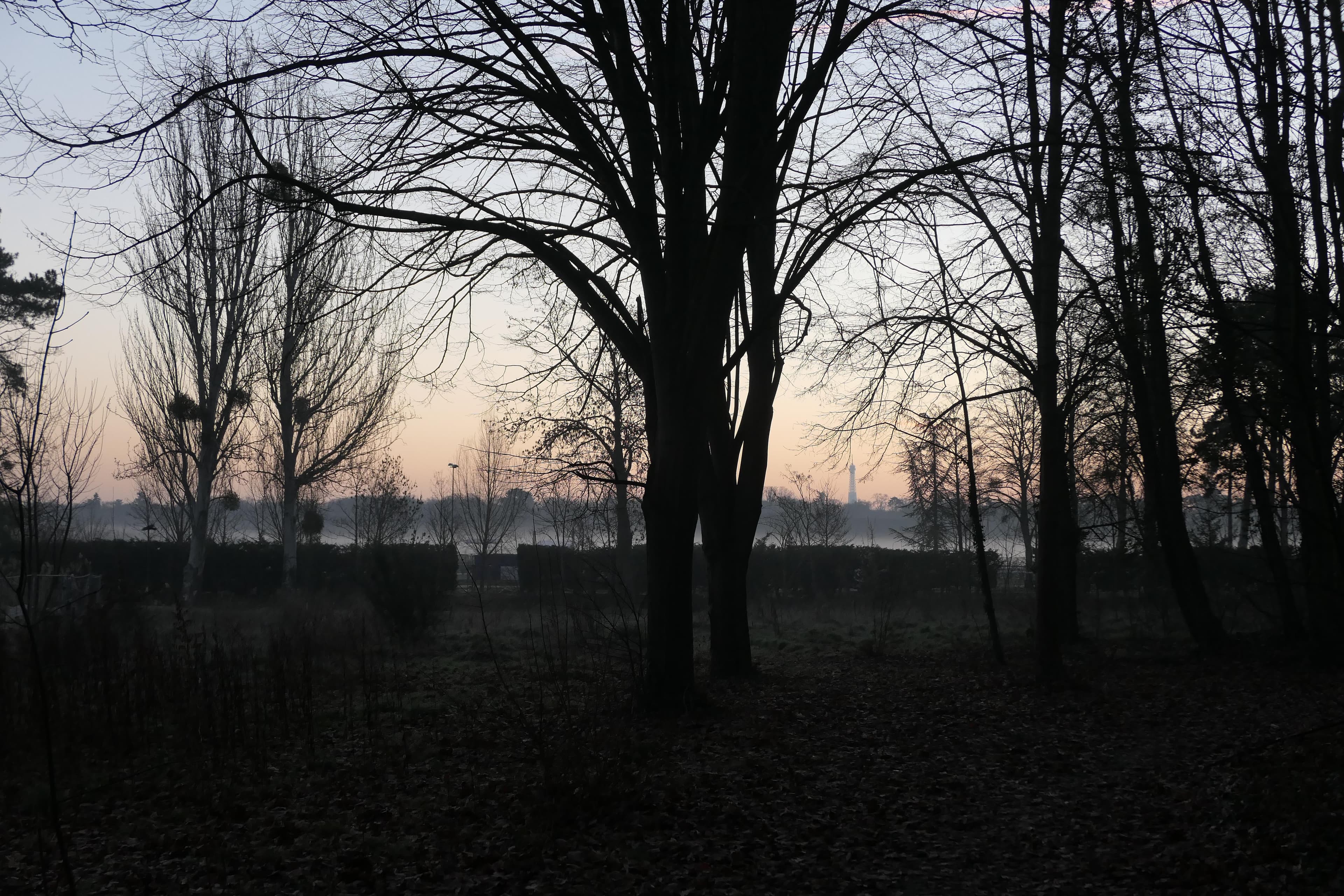 "Brume de mer" Bois de Boulogne -4