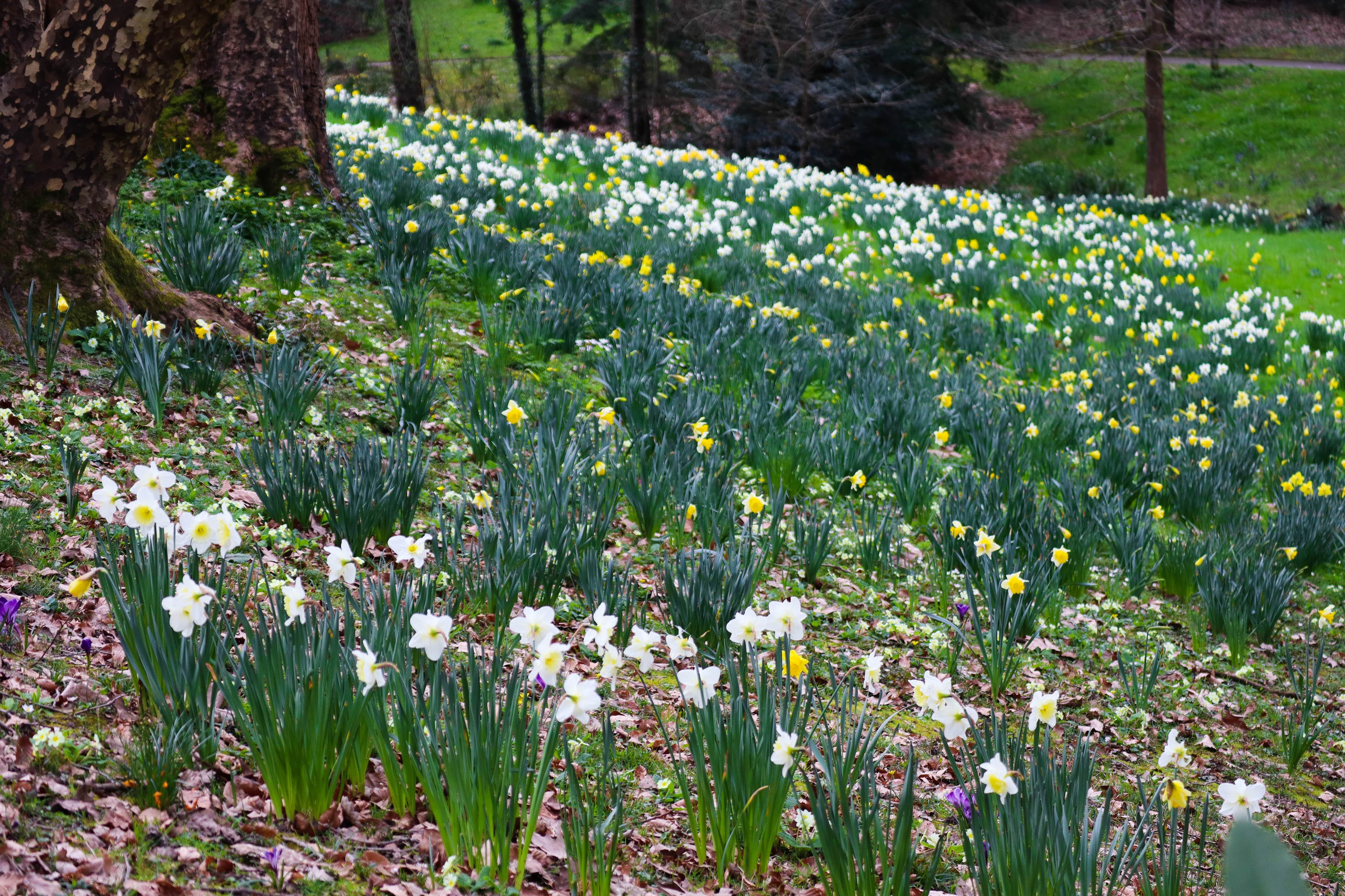 Parc de la Gaudinière