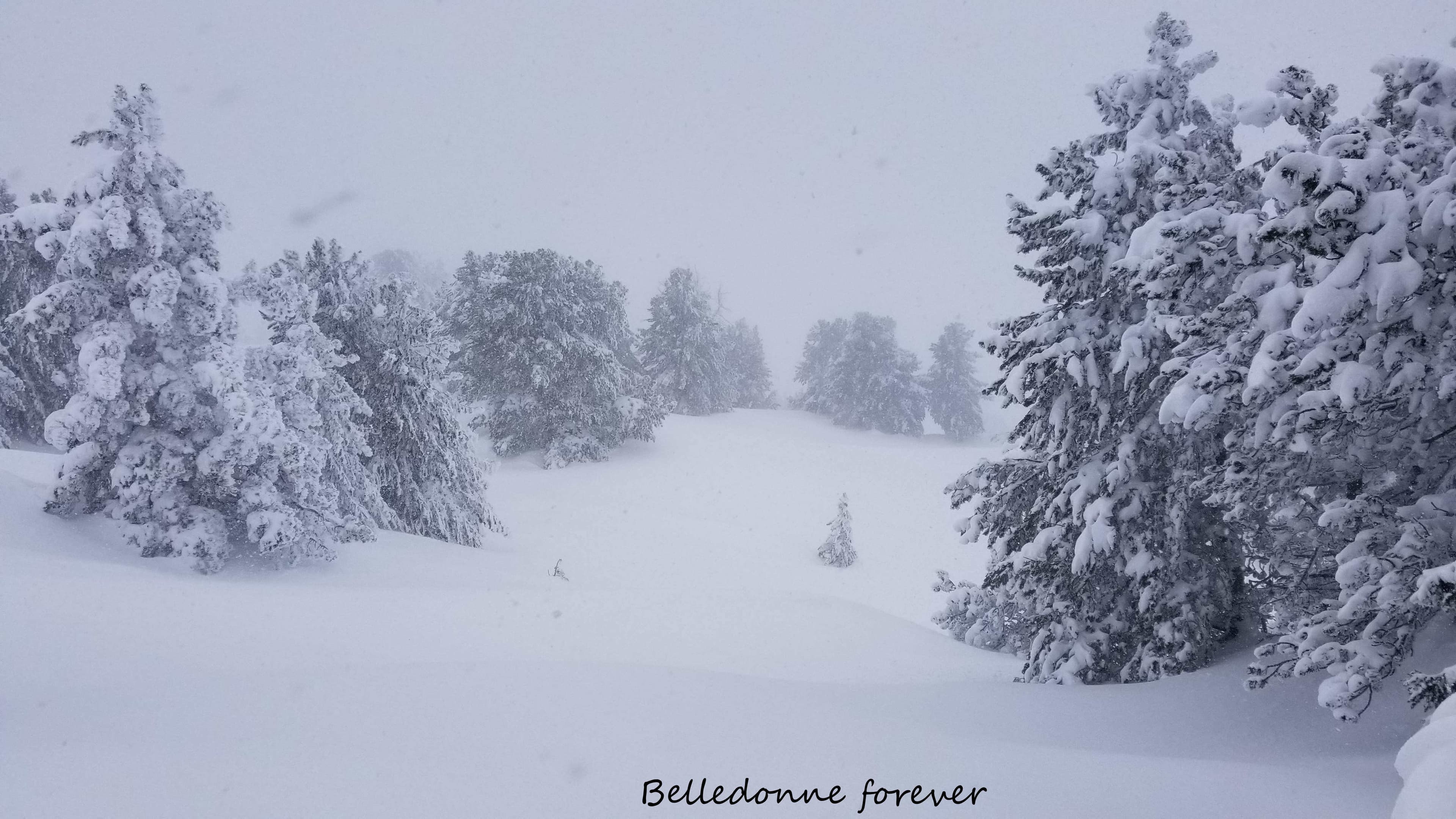 Assez bonne neige dans les épicéas A.P.