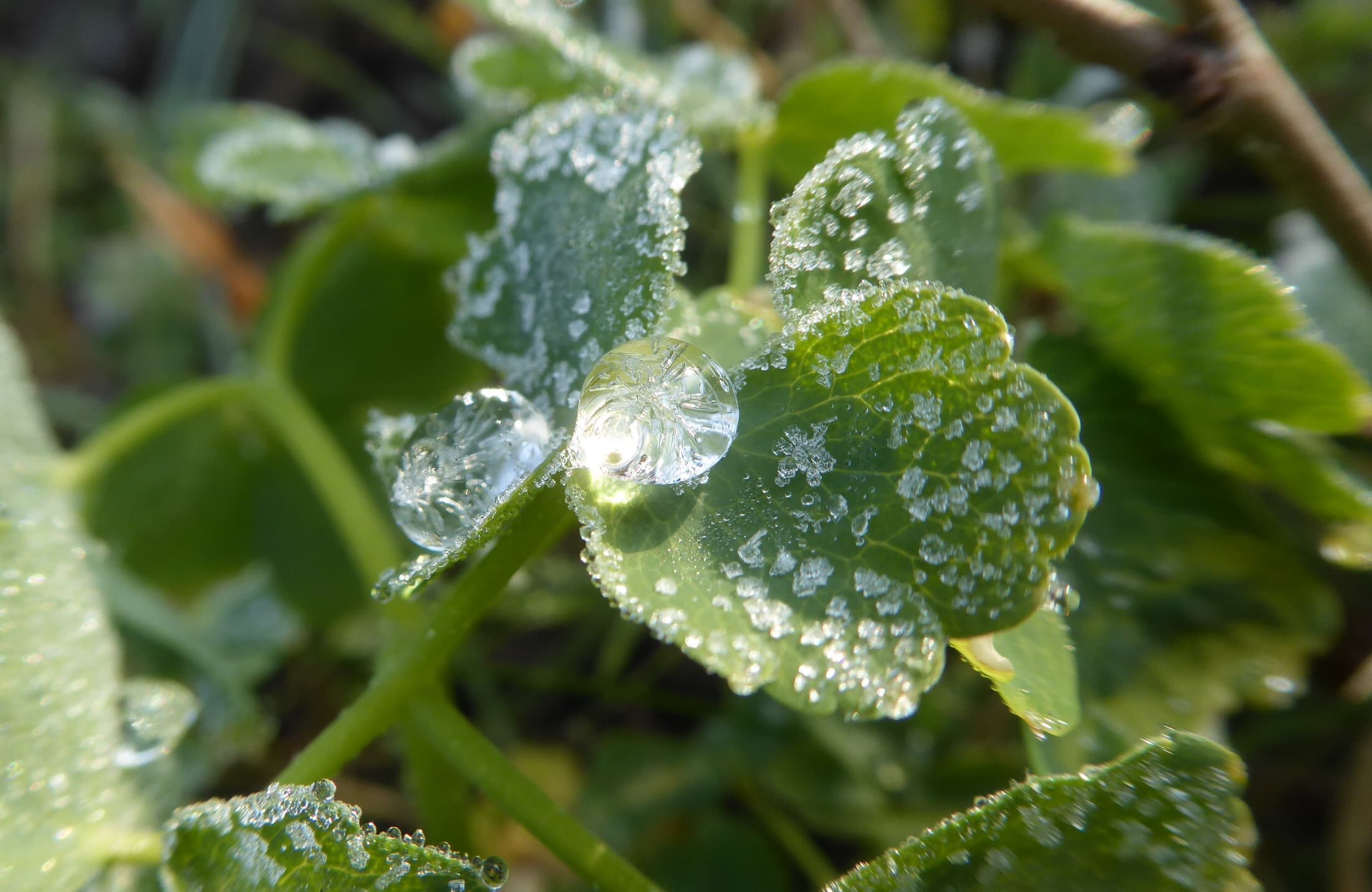 Perle de glace
