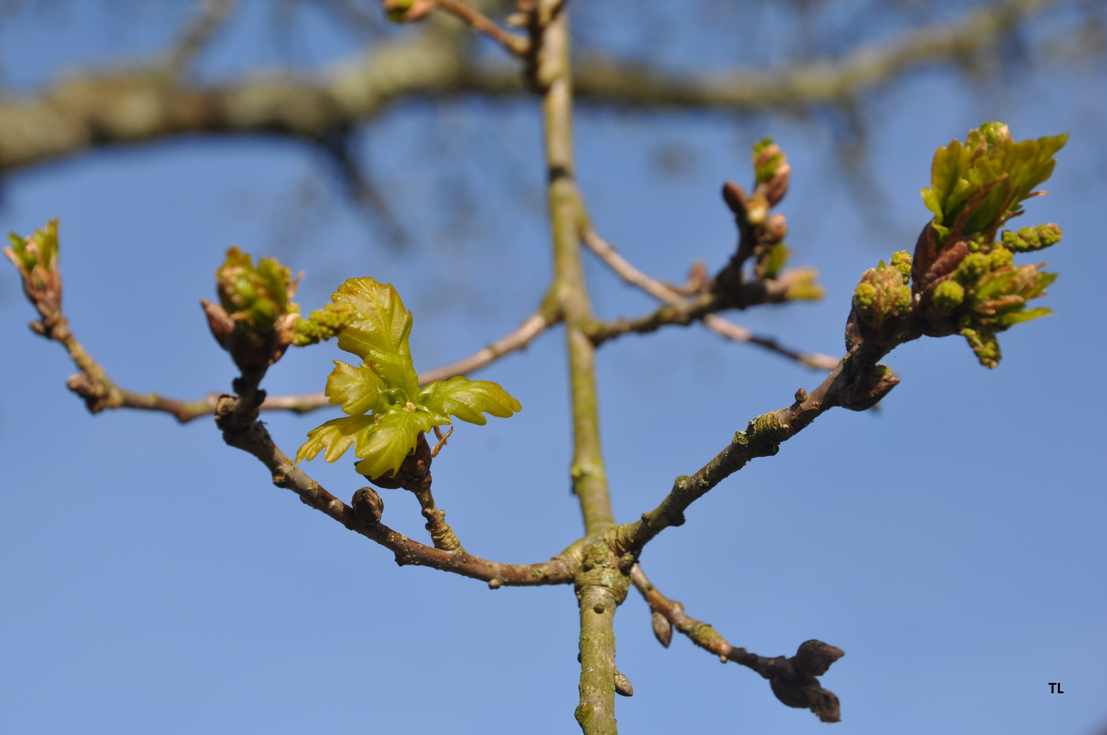 Premières feuilles de chêne!