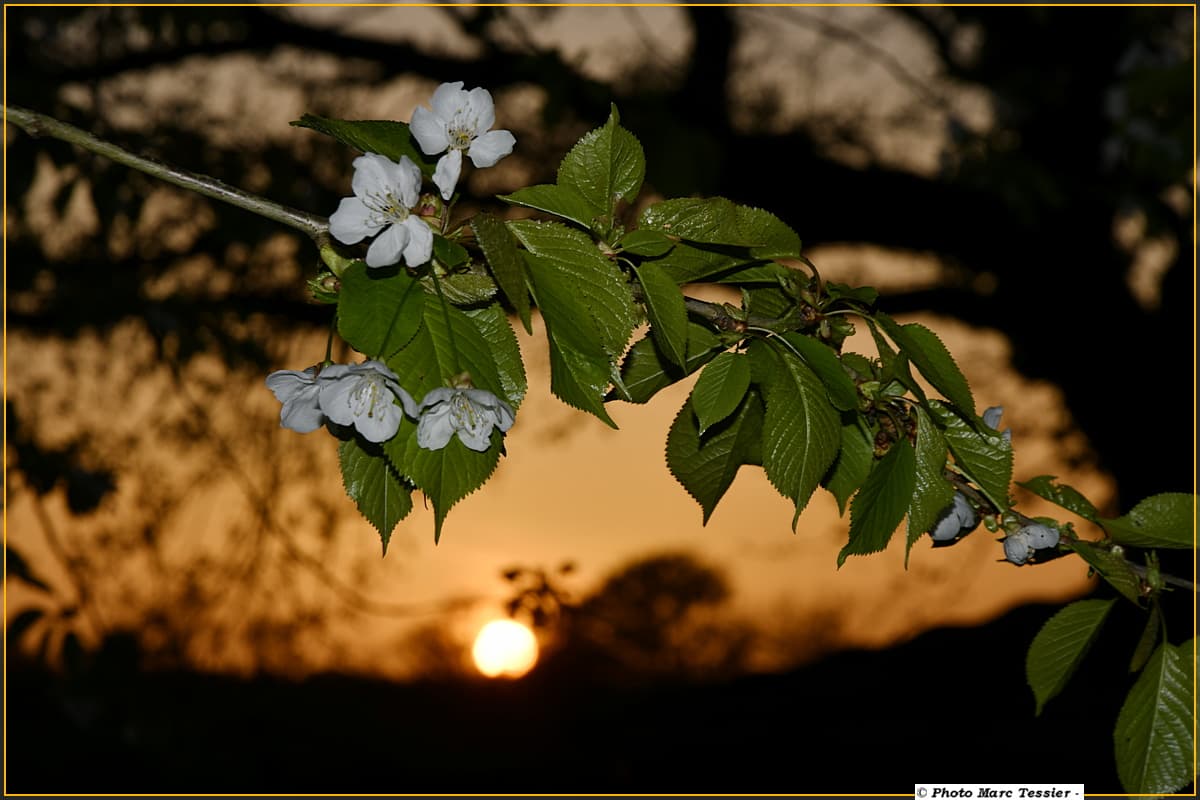 Bonne nuit, chères futures cerises