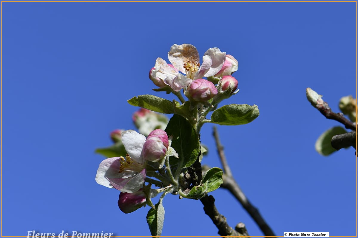 Malgré les gelées...encore en fleurs, le pommier