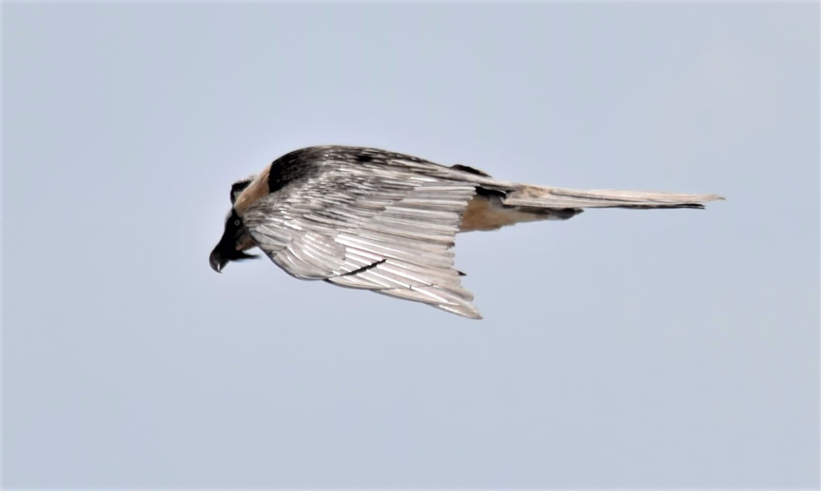 Gypaète barbu